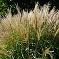 Compact Maiden Grass